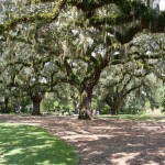 Take a break on a bench in Live Oak Allee