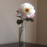 Last rose of the season