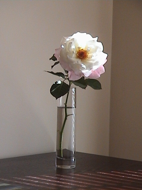 Last flower from 2008 roses