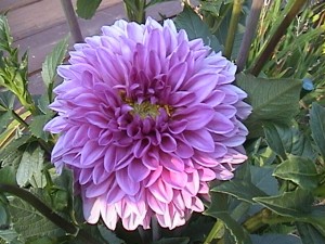 Purple dahlia