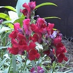 Red velvet snapdragons