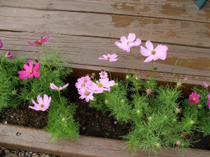 Cosmos by the deck