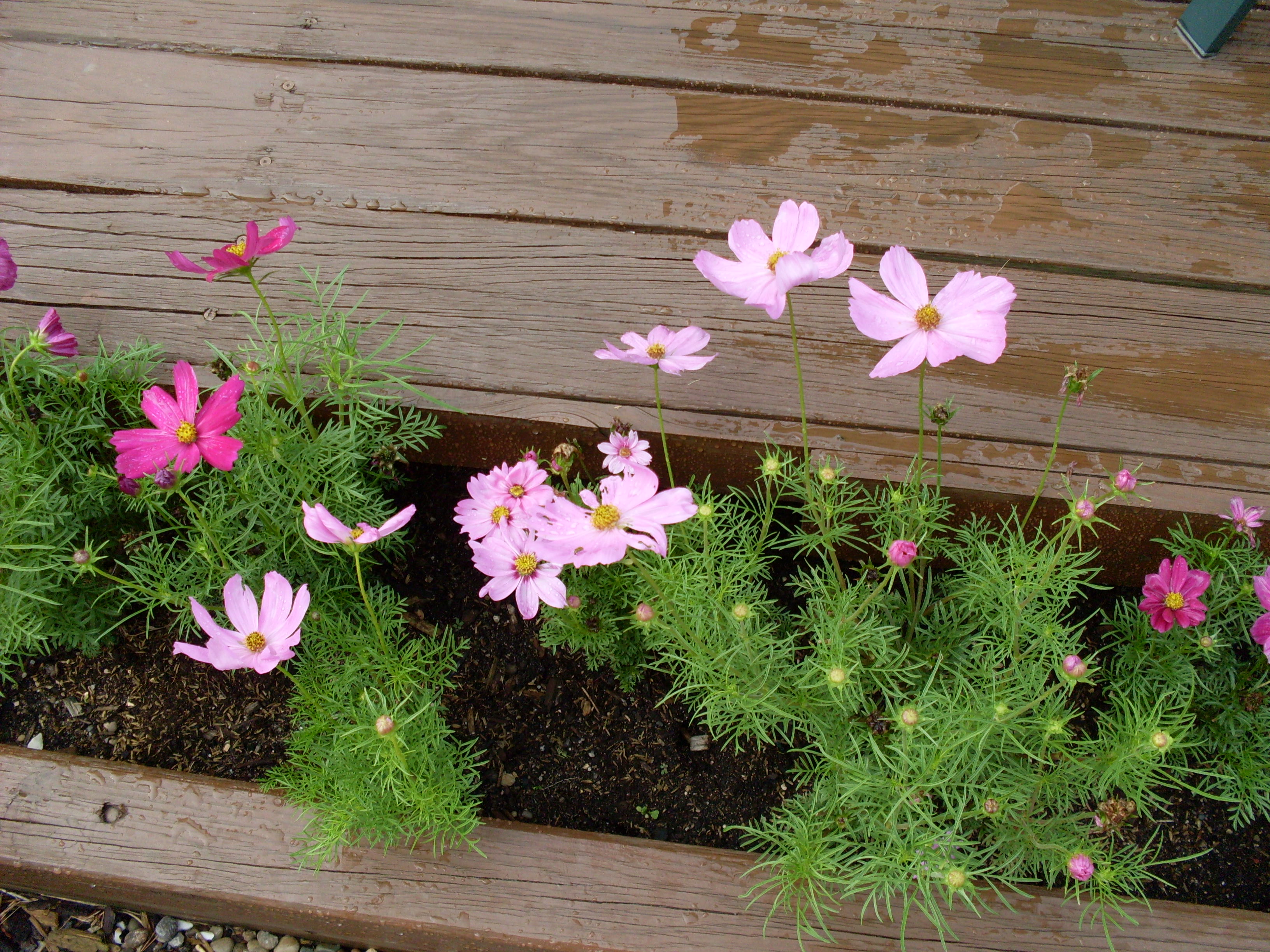 Gardening abundance: flowers, herbs, tomatoes