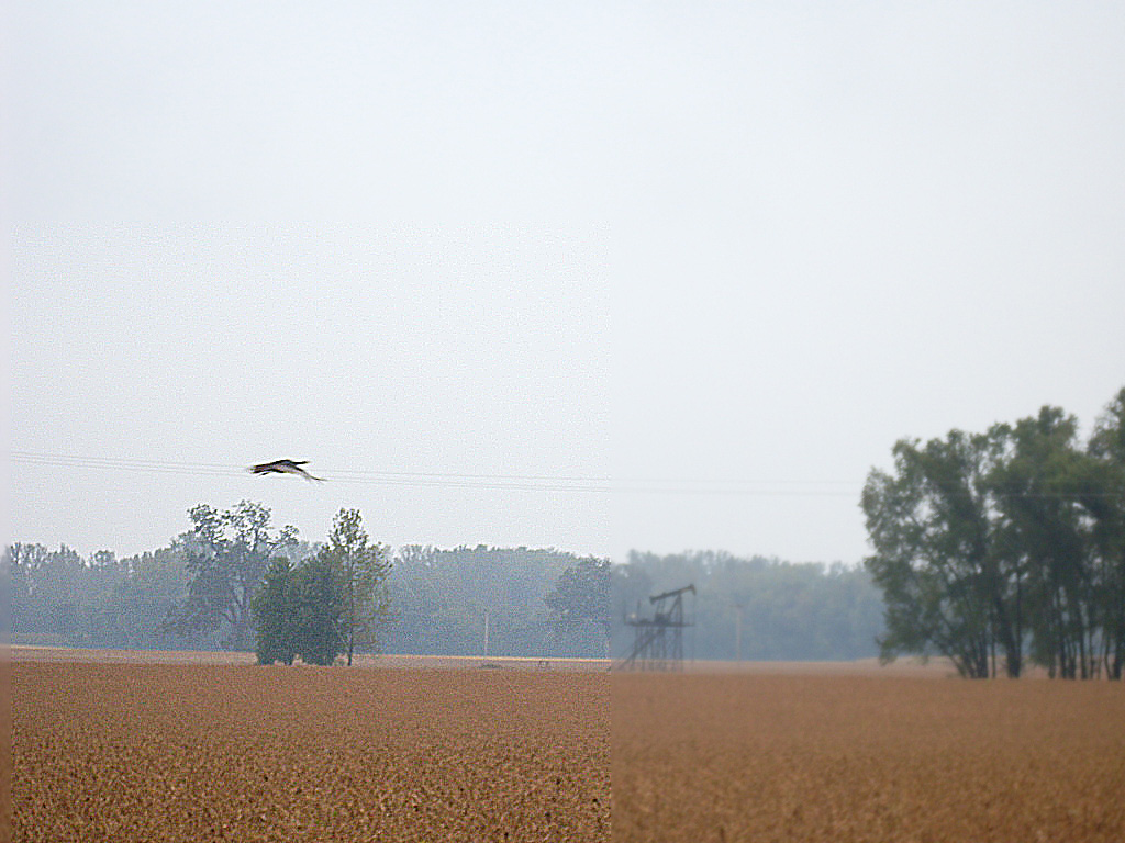 Wild turkeys, oh my!