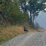 Wild turkey standing in the road