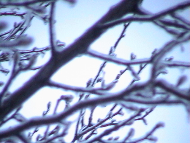 Winter Branches