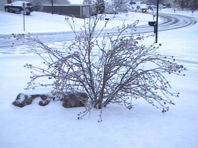 Snow, snow, snow