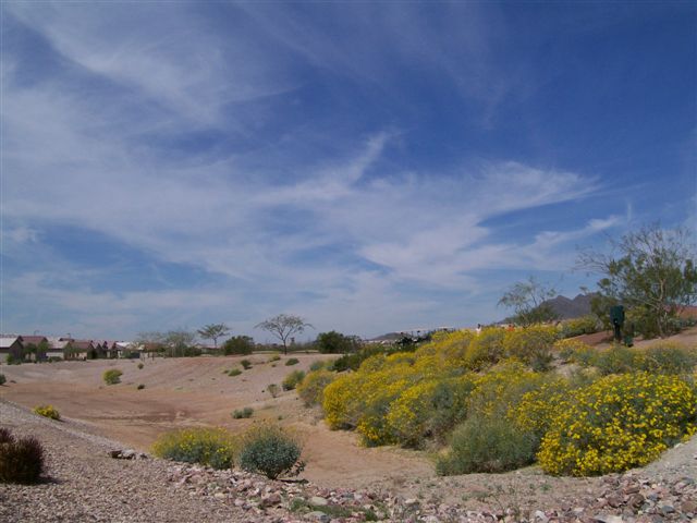 Desert Landscape: Jack’s backyard Part 1