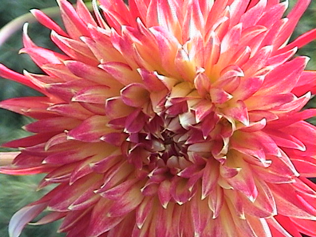 Dahlias, dahlin’