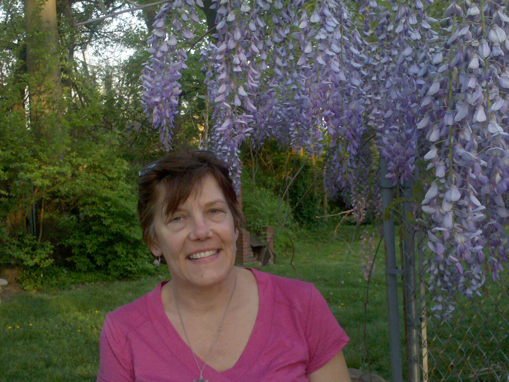 Karen’s backyard: Wisteria