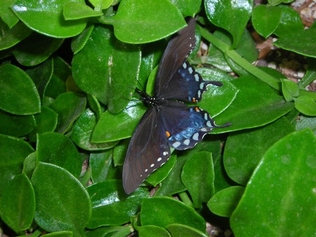 Butterflies in the desert