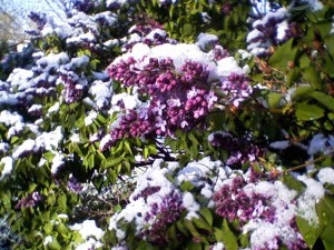 May snow on lilacs in Boulder, CO