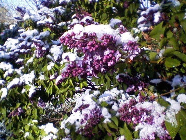 Snow on lilacs — spring in Colorado