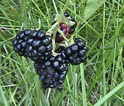 Blackberries have arrived in Barb’s backyard!