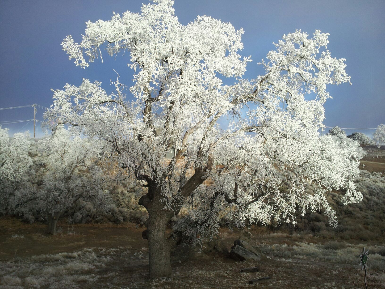 Nature’s way of flocking trees- Rime ice