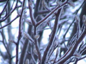 Winter branches