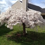 White blossom cherry tree