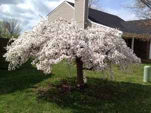 White blossom cherry tree