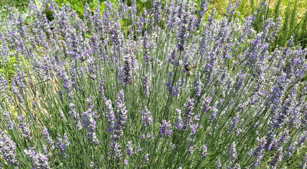 lavender