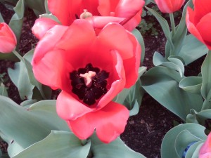 barbs' backyard tulip
