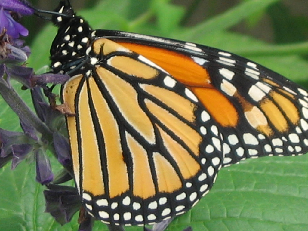 Monarch butterfly USDA d2664-1