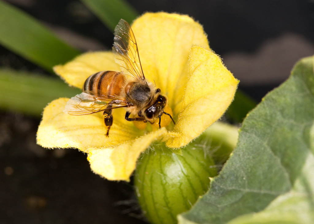 honeybee in flower - USDA imag d2368-2