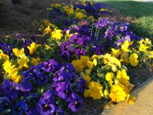 pansies