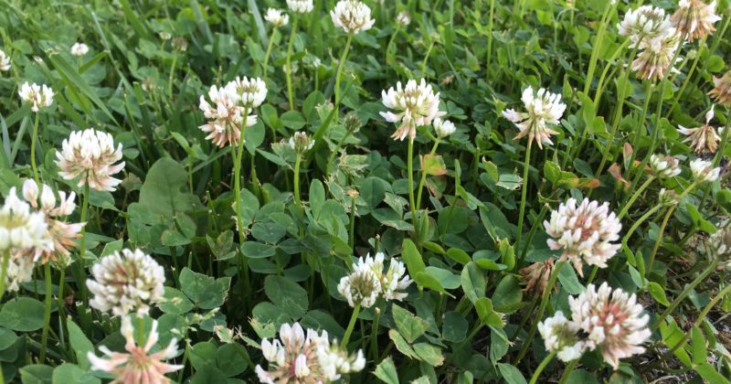 8 reasons I love White Clover