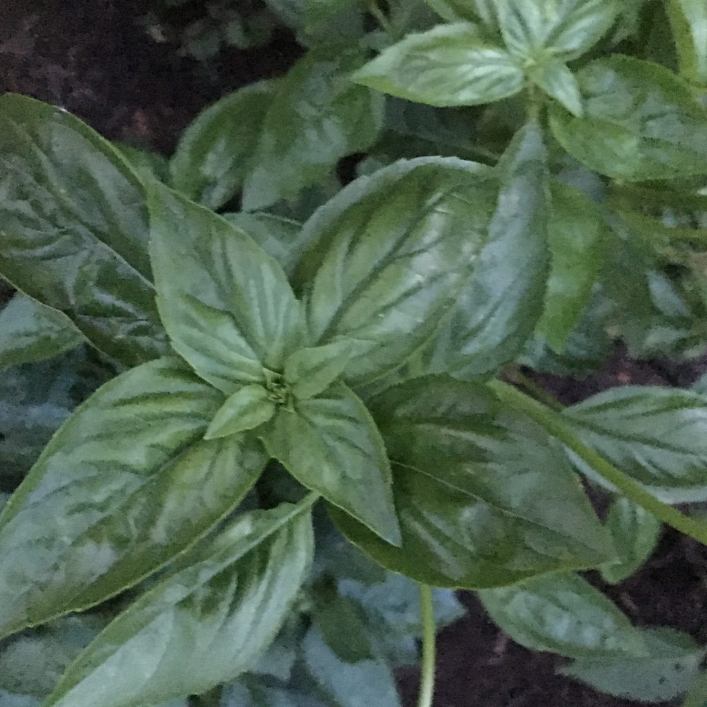 fresh basil from the garden