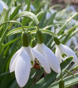 Bee in snowdrop