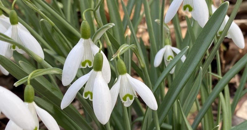 Snowdrops – signs of spring