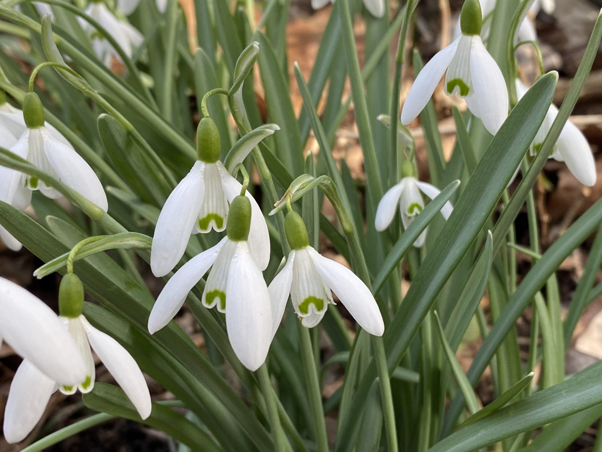 the promise of spring flowers! - Barb's Back Yard