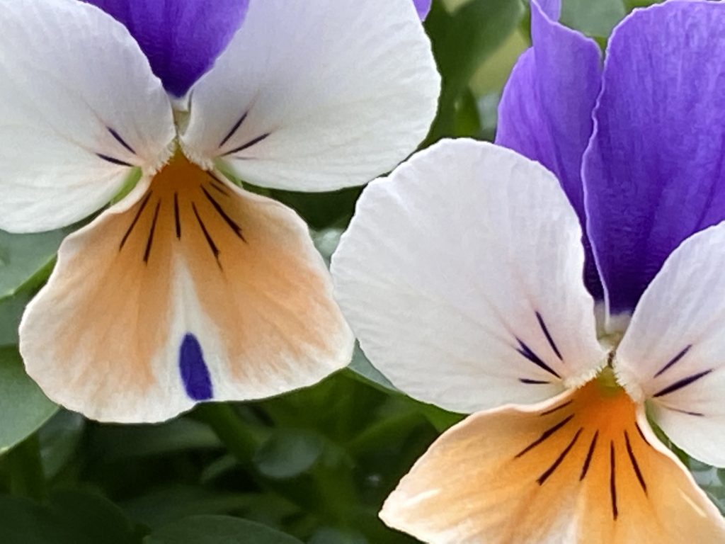 Pretty pansies