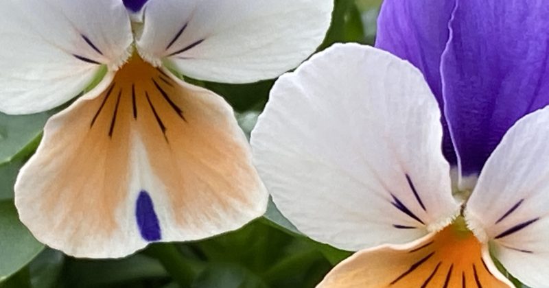 Pansies! Cool weather love.