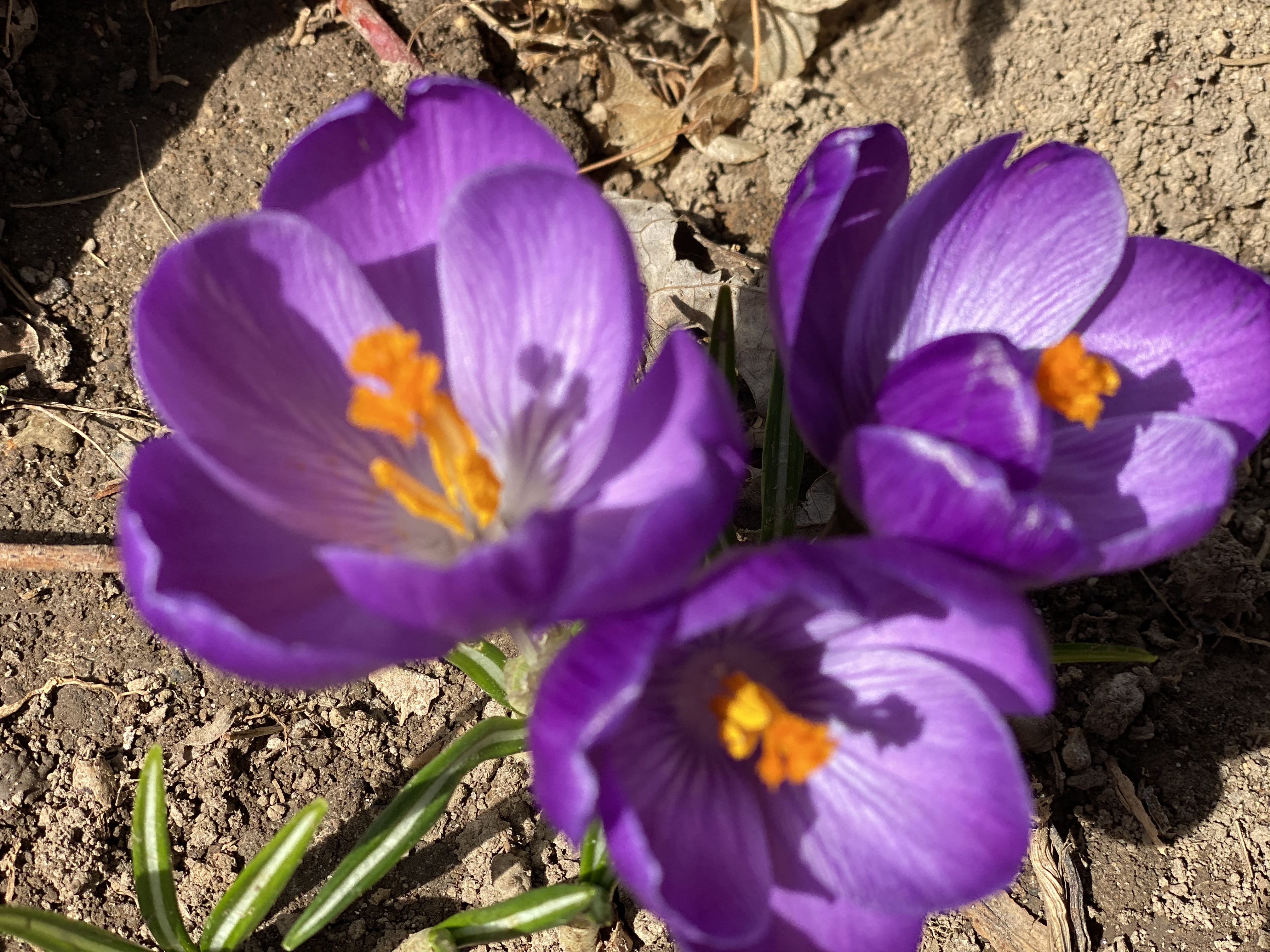 Purple crocus