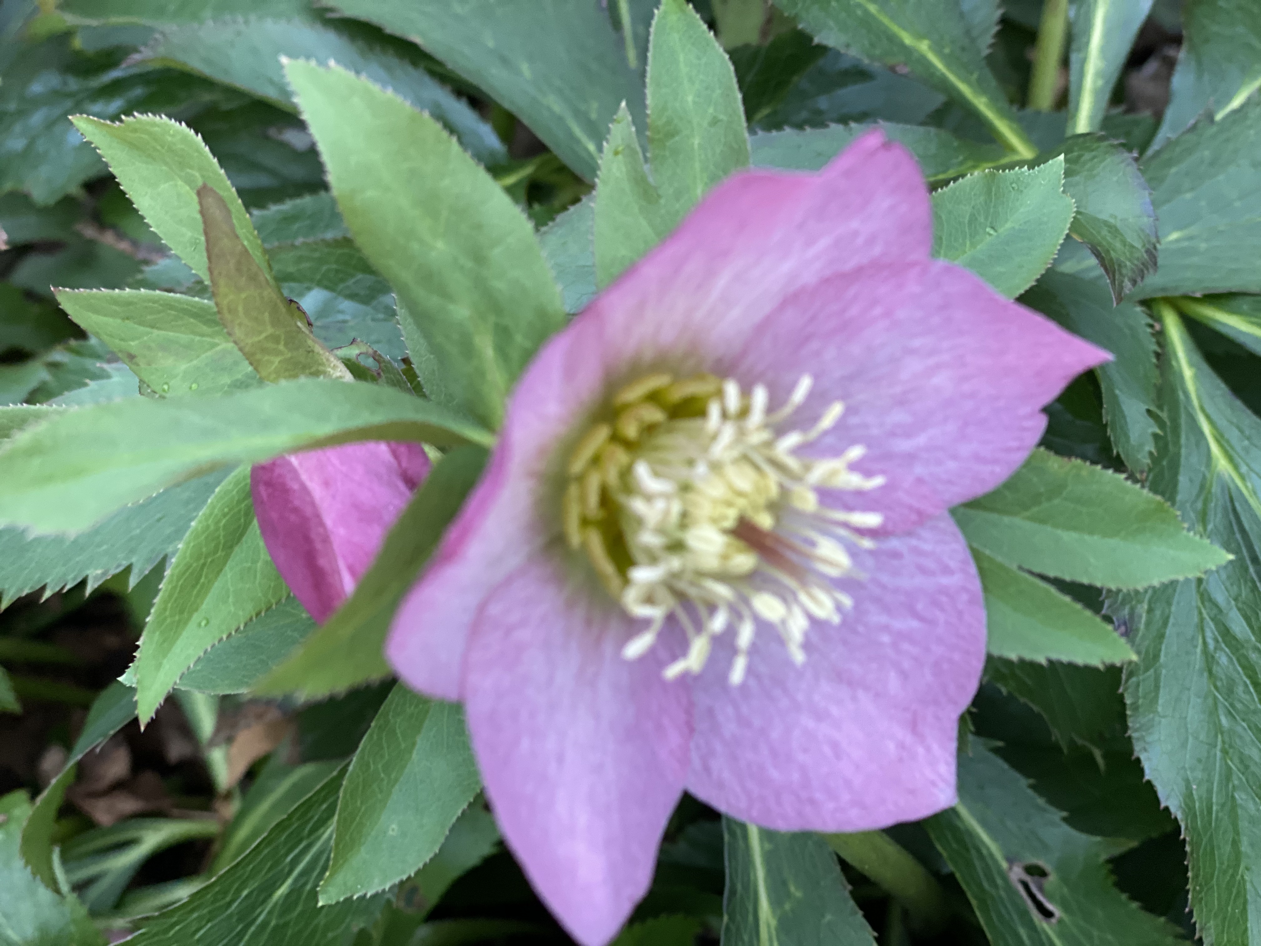 Hellebore